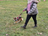 Club Canin Nogentais (CCN)