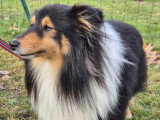 Club Canin Nogentais (CCN)
