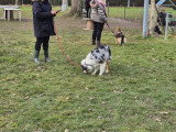 Club Canin Nogentais (CCN)