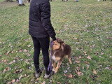 Club Canin Nogentais (CCN)