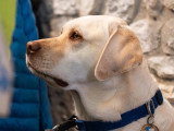 International Guide Dog Federation (IGDF)