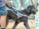 International Guide Dog Federation (IGDF)