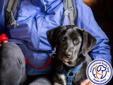International Guide Dog Federation (IGDF)