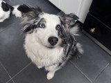 Kind Dog Training
