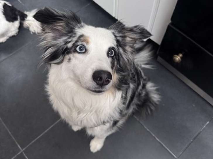 Kind Dog Training