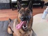Kind Dog Training