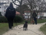 Cours d'éducation canine à Bordeaux avec Kind Dog Training.