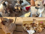 Des Truffes Prestigieuses