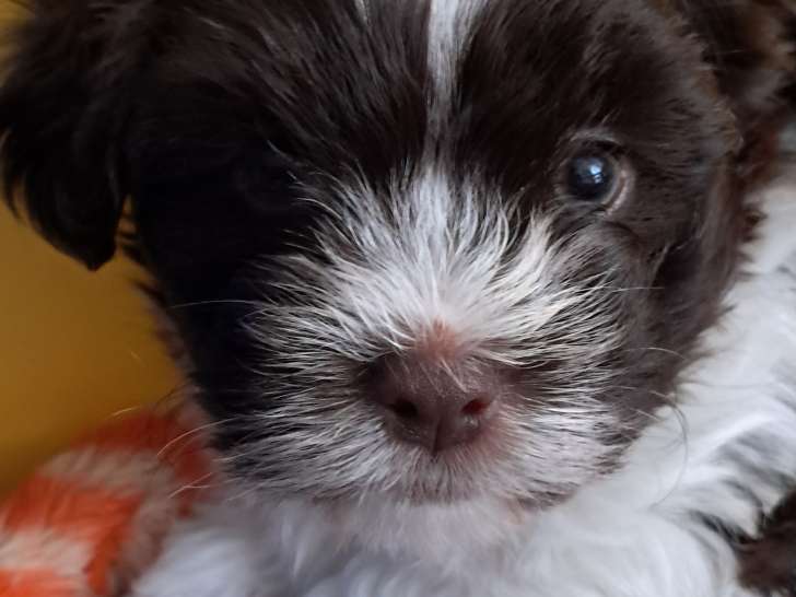 Chiot de Saba - 2026