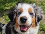 MaxiDogo