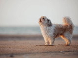 Canid'Elo