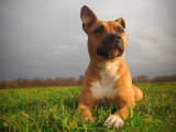Educ dogs and masters