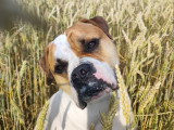 Educ dogs and masters