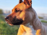 Educ dogs and masters
