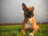 Educ dogs and masters