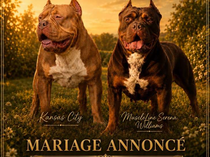Kay & K Dynasty Bullies