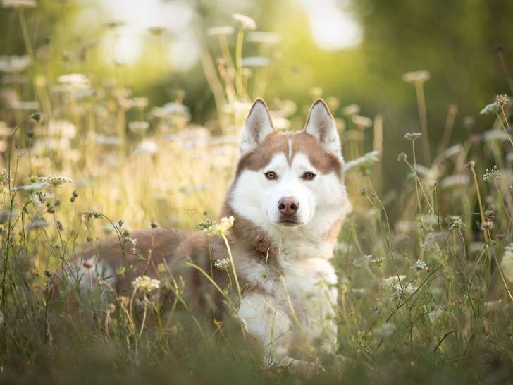 O'cani