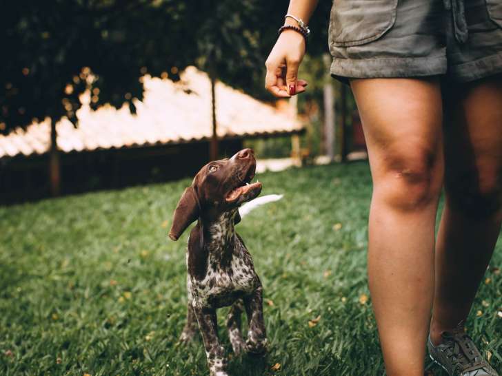 Cani'Human Coaching