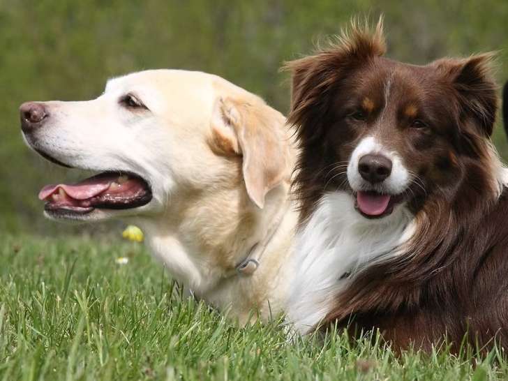 AB éducation canine