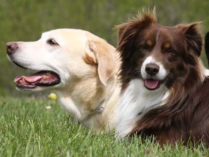 AB éducation canine