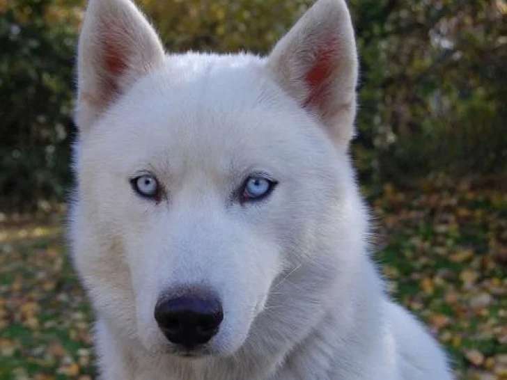 Team Husky Passion