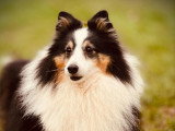 OBI sens canin