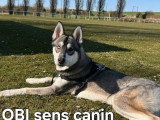 OBI sens canin