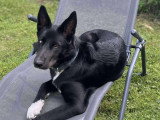 OBI sens canin