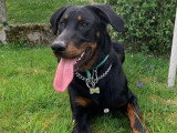 OBI sens canin