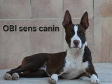 OBI sens canin