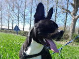 OBI sens canin
