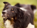 OBI sens canin