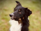OBI sens canin