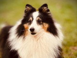 OBI sens canin