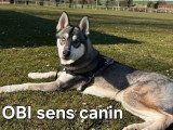 OBI sens canin