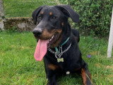 OBI sens canin