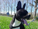 OBI sens canin
