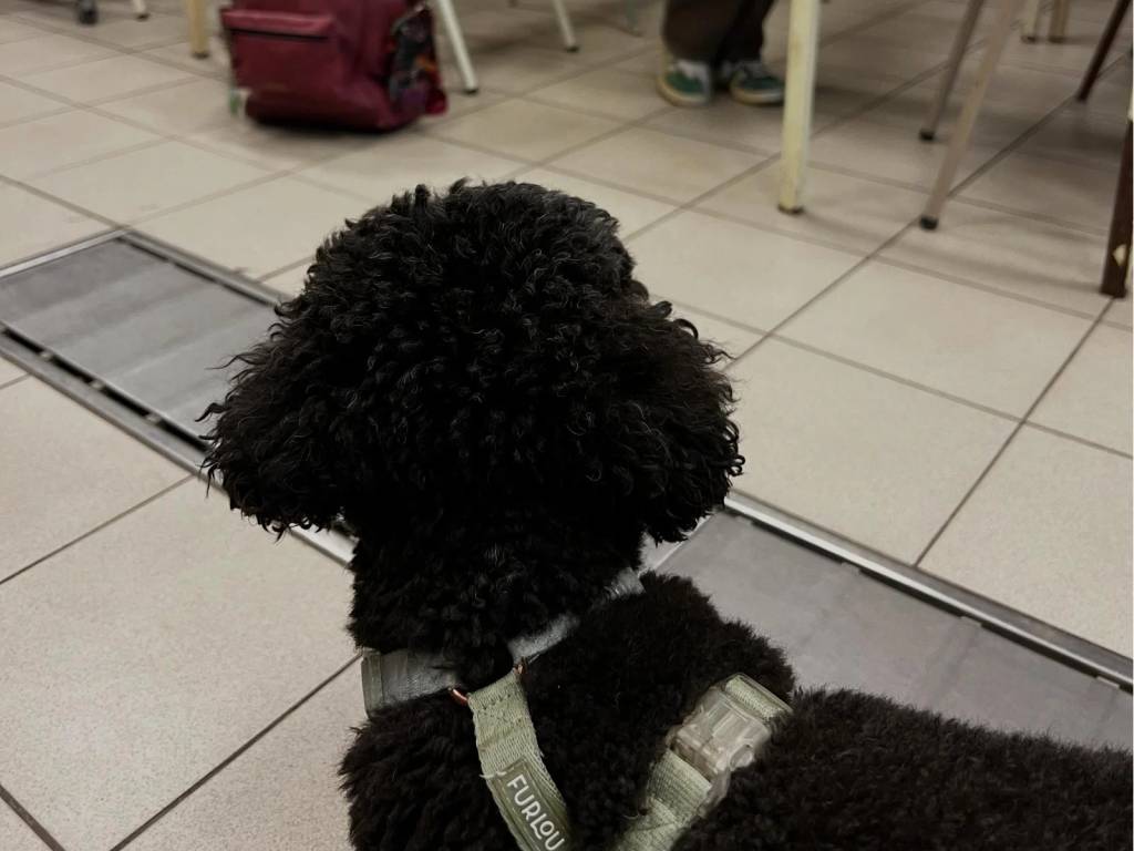 Doggo - Comportementaliste canin à Forest