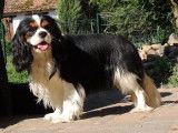 Des cavaliers de strass