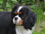 Des cavaliers de strass