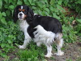 Des cavaliers de strass