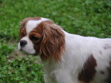 Des cavaliers de strass