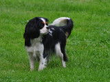 Des cavaliers de strass