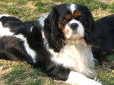 Des cavaliers de strass