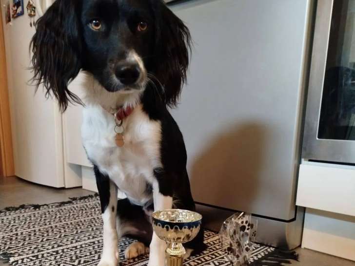 Club Canin Pontissalien