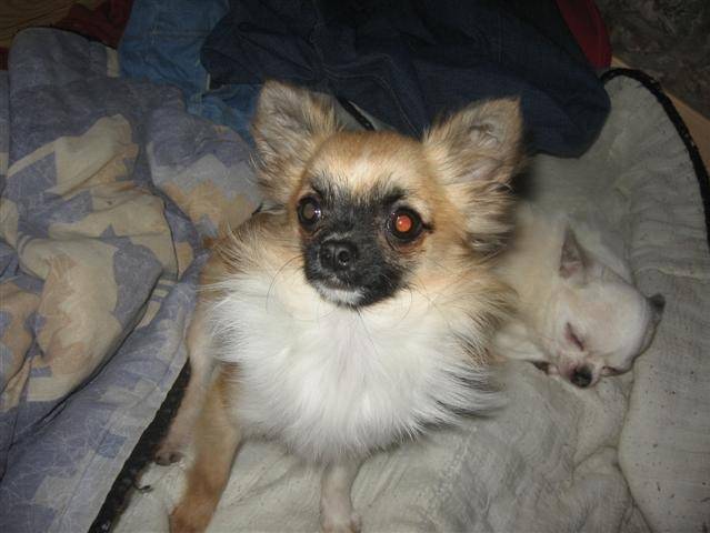 Accueil - Elevage De la Douce Espérance - Eleveur de chiens Chihuahua
