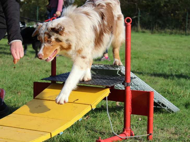 Club Canin Danjoutin