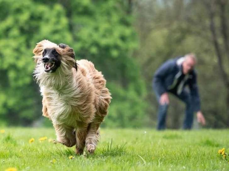 Coursing Club Comtois (CCC)