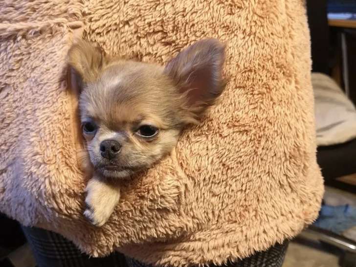 Chihuahuas des Petits Mickeys
