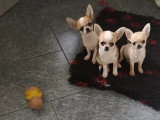 Chihuahuas des Petits Mickeys